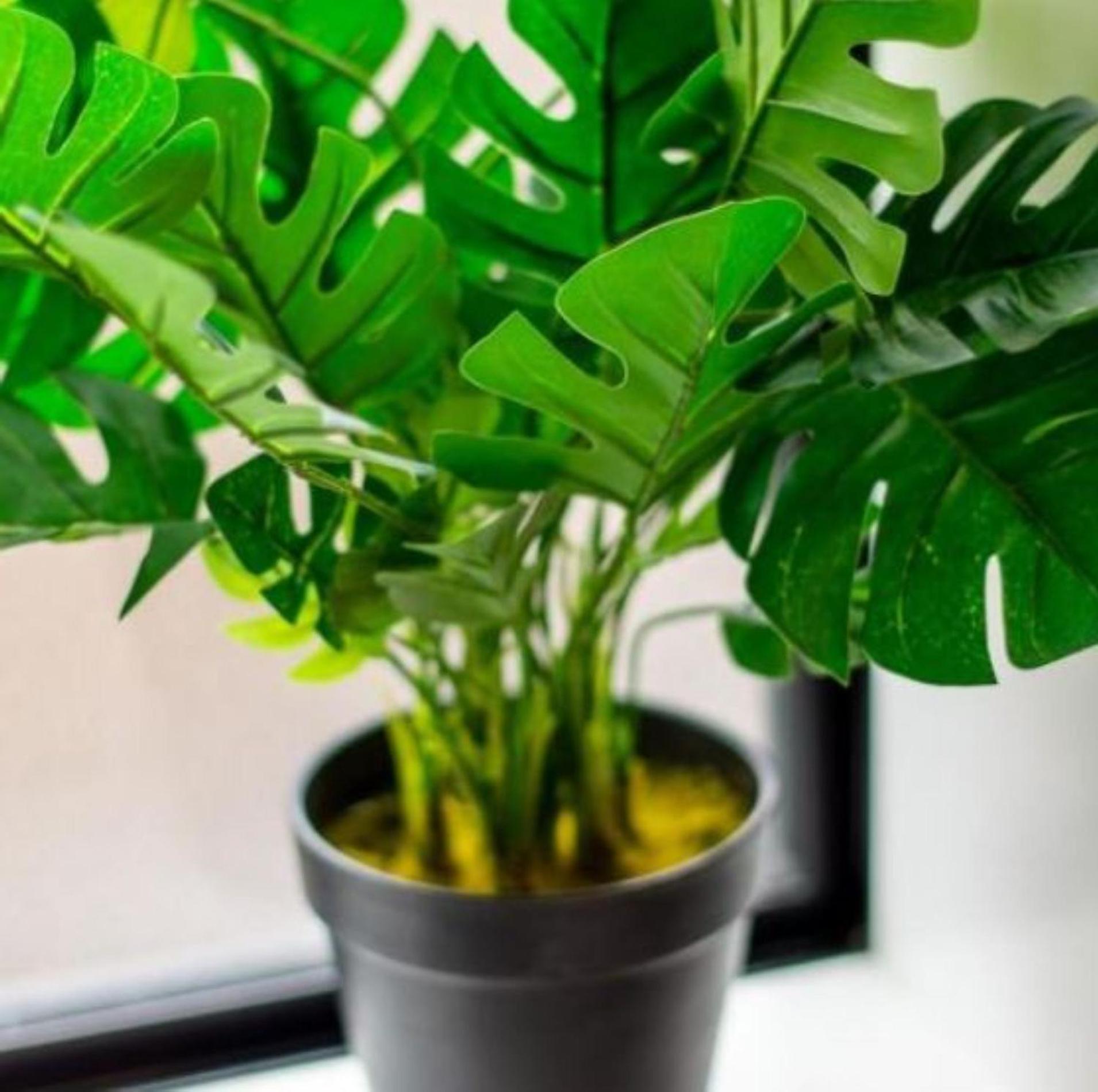 Gorgeous In Green - 2 Bed Central Oasis W/King Bed Christchurch Ngoại thất bức ảnh