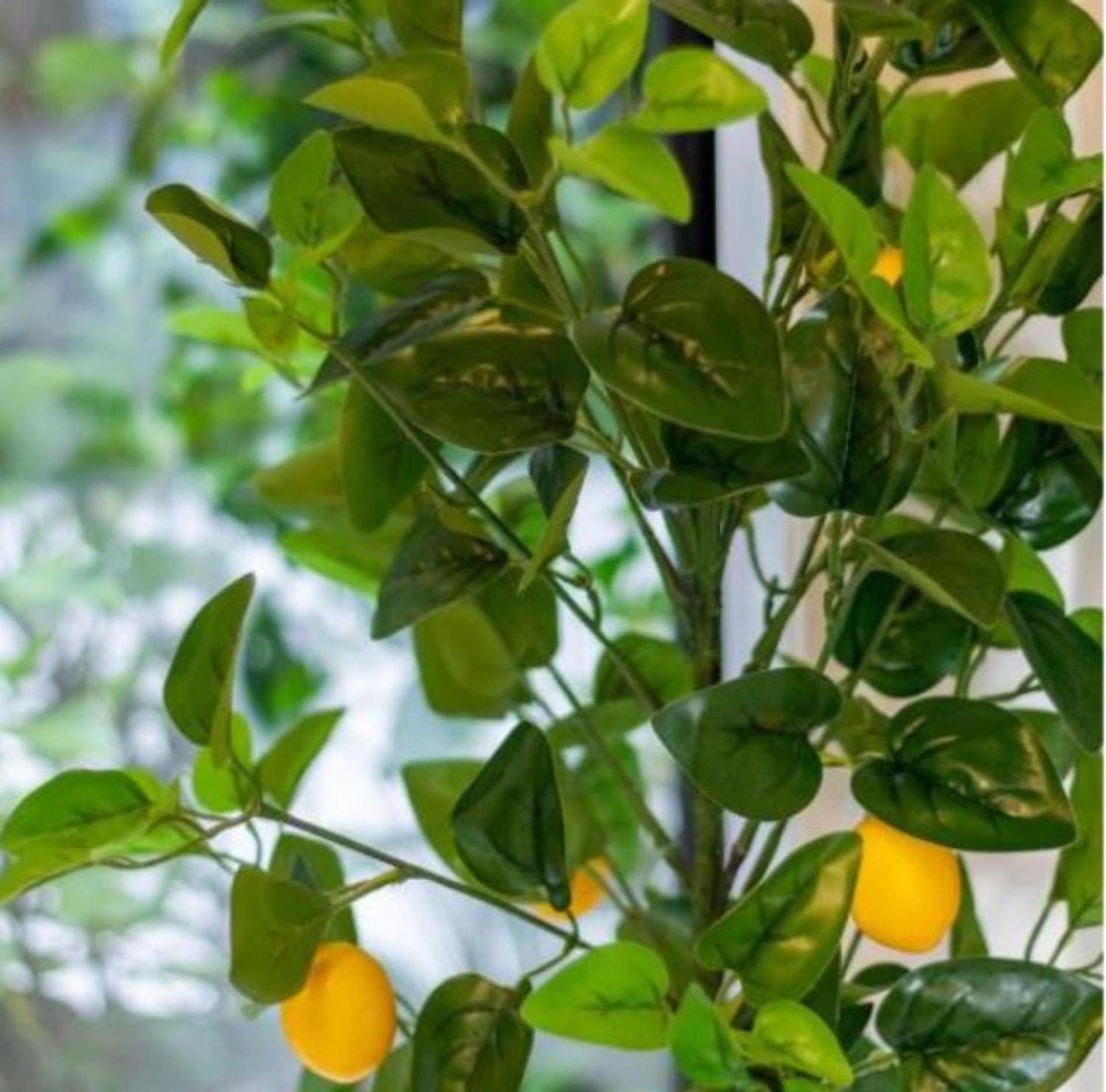 Gorgeous In Green - 2 Bed Central Oasis W/King Bed Christchurch Ngoại thất bức ảnh
